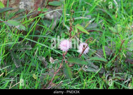 Mimosa pudica Blume des schüchtern Anlage schön in der Natur Stockfoto