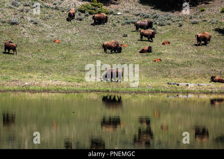 Scenerey im Yellowstone National Park, USA Stockfoto