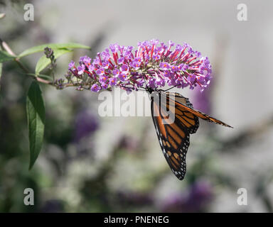 Monarch butterfly auf Schmetterling Bush Stockfoto