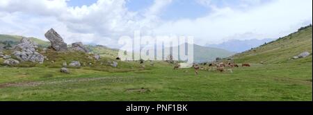 Ein Kühe Herde in den Bergen entlang der grünen Pfad zur Piedrafita de Jaca See in den aragonesischen Pyrenäen Stockfoto