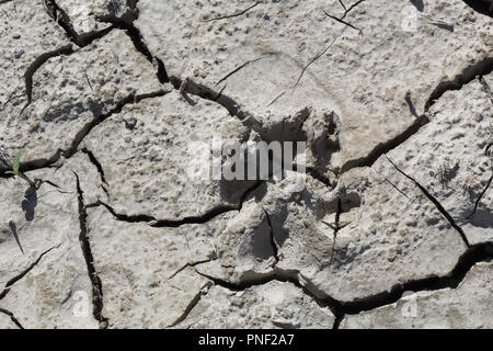 Ein Hund Platzbedarf auf einer trockenen gerissenen grau Ton Boden an einem heißen sonnigen Tag im Mediano künstliche See in den spanischen Pyrenäen Stockfoto