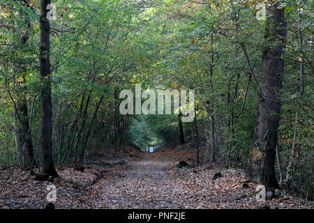 Ein Weg der braune und gelbe Laub, von Grünen und Orangenbäumen umgeben, im Tessin Nationalpark in Galliate, Region Piemont, Italien Stockfoto