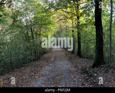 Ein Weg der braune und gelbe Laub, von Grünen und Orangenbäumen umgeben, im Tessin Nationalpark in Galliate, Region Piemont, Italien Stockfoto