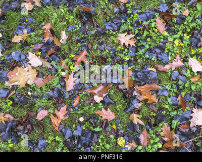 Herbstliche gefallen Ahorn Blätter auf dem Boden. Farbenfrohe natürlichen Hintergrund Stockfoto