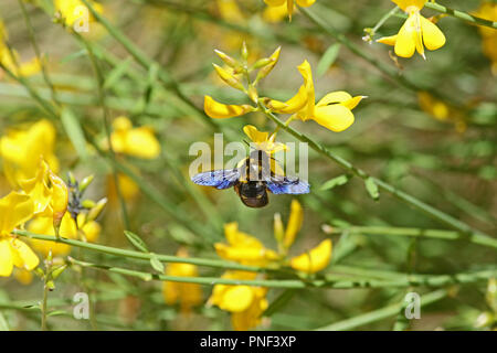 Carpenter bee Lateinischer Name xylocopa violacea auf gelbem Ginster oder ginsestra Blume lateinischer Name cytisus Scoparius oder spachianus im Frühjahr in Italien Stockfoto