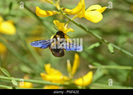 Carpenter bee Lateinischer Name xylocopa violacea auf gelbem Ginster oder ginsestra Blume lateinischer Name cytisus Scoparius oder spachianus im Frühjahr in Italien Stockfoto