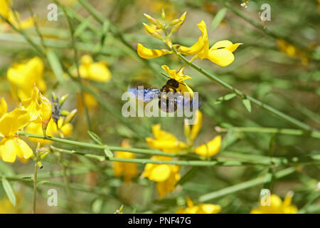 Carpenter bee Lateinischer Name xylocopa violacea auf gelbem Ginster oder ginsestra Blume lateinischer Name cytisus Scoparius oder spachianus im Frühjahr in Italien Stockfoto