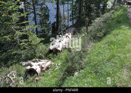 Einige hölzerne Trunks auf dem Boden in einem Kiefern und Tannen wald hoch in den Bergen von Ordesa Tal (Valle de Ordesa Nationalpark, Spanien Stockfoto