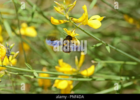 Carpenter bee Lateinischer Name xylocopa violacea auf gelbem Ginster oder ginsestra Blume lateinischer Name cytisus Scoparius oder spachianus im Frühjahr in Italien Stockfoto