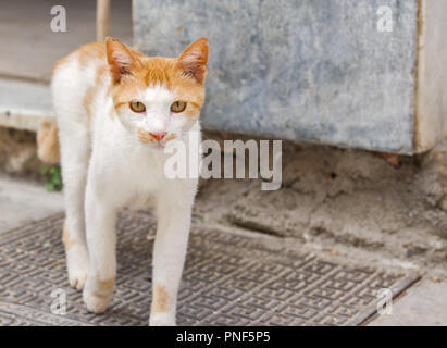 Orange tabby Katze zu Fuß in Richtung der Kamera. Heißer Sommer in Agios Nikolaos, Kreta, Griechenland Stockfoto