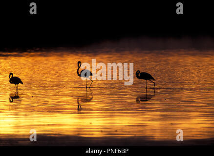 Nicht 1108991 MEHR & LESSER FLAMINGO Lake Masak Serengeti Nationalpark in Tansania Ostafrika Stockfoto