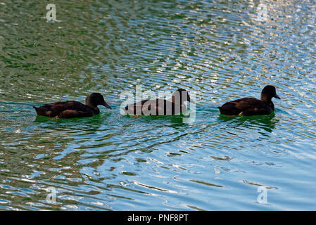 Get Your Ducks In A Row, a line of three dark brown ducks swimming in a line. Stockfoto