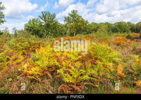 Die Smart Heide Gemeinsame, Mayford, Woking, Surrey, UK, 21. September 2018. Zarte bracken Wedel von üppigen grünen gold-braune Farbtöne in Heide an der Smart Heide, Woking, Surrey zu herbstlichen unter blauem Himmel mit flauschigen weissen Wolken am frühen Herbst Tag. Credit: Graham Prentice/Alamy leben Nachrichten Stockfoto