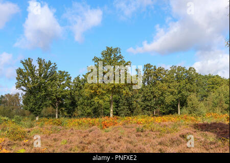 Die Smart Heide Gemeinsame, Mayford, Woking, Surrey, UK, 21. September 2018. Bracken wechselt von Grün zu herbstlich goldenen braune Wedel und Heidekraut blüht durch eine Baumgruppe im Moor auf der Smart Heide, Woking, Surrey unter blauem Himmel mit flauschigen weissen Wolken am frühen Herbst Tag. Credit: Graham Prentice/Alamy leben Nachrichten Stockfoto