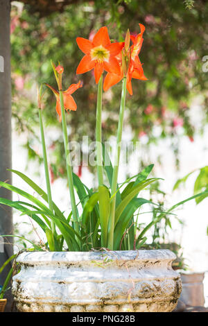 Asunción, Paraguay. 21 Sep, 2018. Einen warmen sonnigen Tag in Asuncion mit hohen Temperaturen um 31°C als Lily Amaryllis (Hippeastrum puniceum) orange Blütezeit im Zeichen der Ankunft des Frühlings Saison. Die Frühjahrs-tagundnachtgleiche findet morgen statt in Paraguay. Credit: Andre M. Chang/ARDUOPRESS/Alamy leben Nachrichten Stockfoto