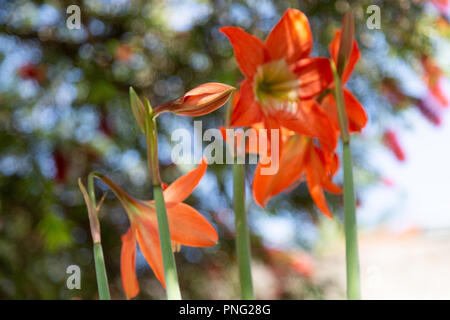 Asunción, Paraguay. 21 Sep, 2018. Einen warmen sonnigen Tag in Asuncion mit hohen Temperaturen um 31°C als Lily Amaryllis (Hippeastrum puniceum) orange Blütezeit im Zeichen der Ankunft des Frühlings Saison. Die Frühjahrs-tagundnachtgleiche findet morgen statt in Paraguay. Credit: Andre M. Chang/ARDUOPRESS/Alamy leben Nachrichten Stockfoto