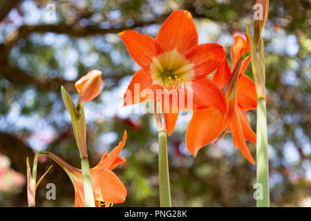 Asunción, Paraguay. 21 Sep, 2018. Einen warmen sonnigen Tag in Asuncion mit hohen Temperaturen um 31°C als Lily Amaryllis (Hippeastrum puniceum) orange Blütezeit im Zeichen der Ankunft des Frühlings Saison. Die Frühjahrs-tagundnachtgleiche findet morgen statt in Paraguay. Credit: Andre M. Chang/ARDUOPRESS/Alamy leben Nachrichten Stockfoto