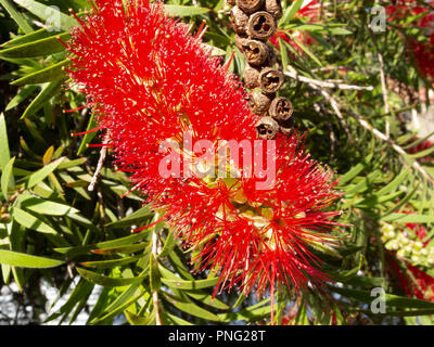 Asunción, Paraguay. 21 Sep, 2018. Einen warmen sonnigen Tag in Asuncion mit hohen Temperaturen um 31°C als Weinen bottlebrush (Melaleuca Viminalis) Blumen in voller Blüte die Ankunft des Frühlings Saison anmelden. Die Frühjahrs-tagundnachtgleiche findet morgen statt in Paraguay. Credit: Andre M. Chang/ARDUOPRESS/Alamy leben Nachrichten Stockfoto