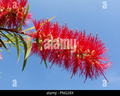 Asunción, Paraguay. 21 Sep, 2018. Einen warmen sonnigen Tag in Asuncion mit hohen Temperaturen um 31°C als Weinen bottlebrush (Melaleuca Viminalis) Blumen in voller Blüte die Ankunft des Frühlings Saison anmelden. Die Frühjahrs-tagundnachtgleiche findet morgen statt in Paraguay. Credit: Andre M. Chang/ARDUOPRESS/Alamy leben Nachrichten Stockfoto