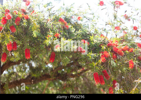 Asunción, Paraguay. 21 Sep, 2018. Einen warmen sonnigen Tag in Asuncion mit hohen Temperaturen um 31°C als Weinen bottlebrush (Melaleuca Viminalis) Blumen in voller Blüte die Ankunft des Frühlings Saison anmelden. Die Frühjahrs-tagundnachtgleiche findet morgen statt in Paraguay. Credit: Andre M. Chang/ARDUOPRESS/Alamy leben Nachrichten Stockfoto