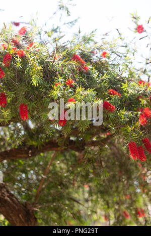 Asunción, Paraguay. 21 Sep, 2018. Einen warmen sonnigen Tag in Asuncion mit hohen Temperaturen um 31°C als Weinen bottlebrush (Melaleuca Viminalis) Blumen in voller Blüte die Ankunft des Frühlings Saison anmelden. Die Frühjahrs-tagundnachtgleiche findet morgen statt in Paraguay. Credit: Andre M. Chang/ARDUOPRESS/Alamy leben Nachrichten Stockfoto