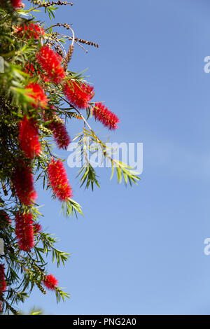 Asunción, Paraguay. 21 Sep, 2018. Einen warmen sonnigen Tag in Asuncion mit hohen Temperaturen um 31°C als Weinen bottlebrush (Melaleuca Viminalis) Blumen in voller Blüte die Ankunft des Frühlings Saison anmelden. Die Frühjahrs-tagundnachtgleiche findet morgen statt in Paraguay. Credit: Andre M. Chang/ARDUOPRESS/Alamy leben Nachrichten Stockfoto