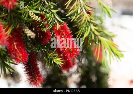 Asunción, Paraguay. 21 Sep, 2018. Einen warmen sonnigen Tag in Asuncion mit hohen Temperaturen um 31°C als Weinen bottlebrush (Melaleuca Viminalis) Blumen in voller Blüte die Ankunft des Frühlings Saison anmelden. Die Frühjahrs-tagundnachtgleiche findet morgen statt in Paraguay. Credit: Andre M. Chang/ARDUOPRESS/Alamy leben Nachrichten Stockfoto