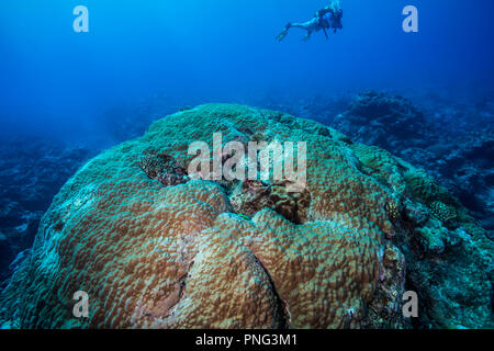 Big Stony coral Kolonie. Insel Yap der Föderierten Staaten von Mikronesien Stockfoto