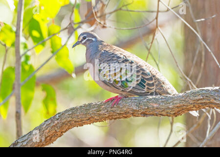 Die gemeinsame Bronzewing (Phaps chalcoptera) ist eine Pflanzenart aus der Gattung der Mittlere, stark gebaut Taube in Australien. Stockfoto