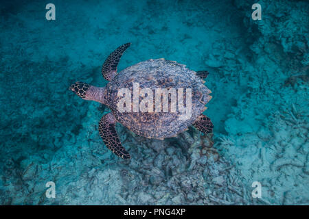 Echte Karettschildkröte (Eretmochelys imbricata). Insel Yap der Föderierten Staaten von Mikronesien Stockfoto