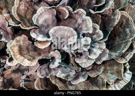 Sehr seichtem Korallenriff bedeckt mit Kohl Coral (Turbinaria sp.). Insel Yap der Föderierten Staaten von Mikronesien Stockfoto
