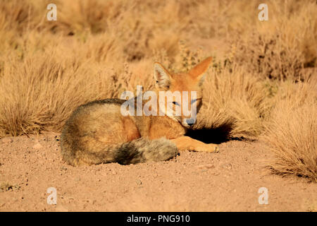 Zorro oder culpeo Andean Fox Entspannen im Sonnenlicht der Wüste Pinsel Pflanzen, Los Flamencos National Reserve, Nordchile, Südamerika Stockfoto