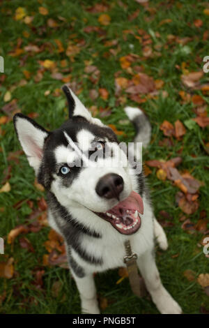 Hund husky Spaß Outdoor im Park Stockfoto