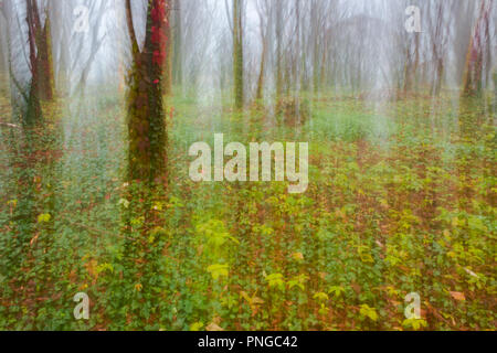 abstrakte Bewegungsunschärfe Herbst Wald Bäume im Nebel Stockfoto