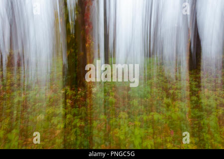 abstrakte Bewegungsunschärfe Herbst Wald Bäume im Nebel Stockfoto