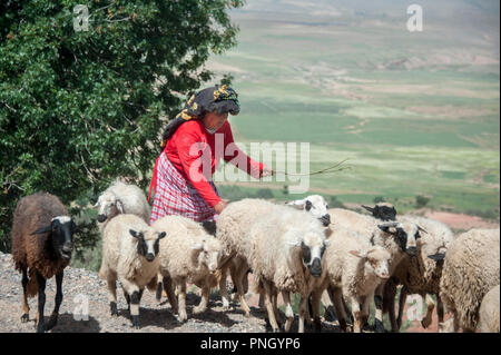 25-02-11. Marrakesch, Marokko. Eine Frau / shepheress Schafehüten auf einer Straße klettern auf das Atlas Gebirge südlich von Marrakesch. Foto © Simon Gr Stockfoto