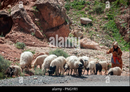 25-02-11. Marrakesch, Marokko. Eine Frau / shepheress Schafehüten auf einer Straße klettern auf das Atlas Gebirge südlich von Marrakesch. Foto © Simon Gr Stockfoto