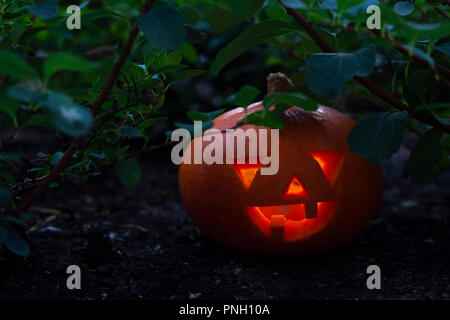 Jack o'Lantern Kürbis mit Kerzenlicht, umgeben von Pflanzen. Stockfoto