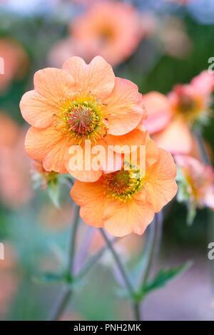 Orange Blüten von Geum 'Totally Tangerine' Stockfoto