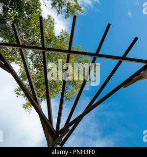 Ansicht eines Silver Birch aus unter einer Pergola, vom Boden aus. Stockfoto