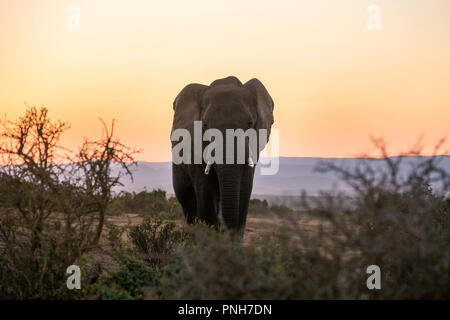 Einen einzigen Afrikanischen Elefanten Ansätze in der Addo Elephant National Park, Südafrika, Afrika Stockfoto