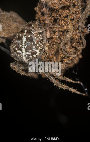 Die Spinne sitzt auf der getrockneten Knospe einer Blume Stockfoto