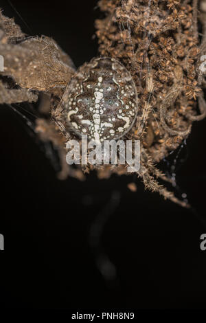 Die Spinne sitzt auf der getrockneten Knospe einer Blume Stockfoto