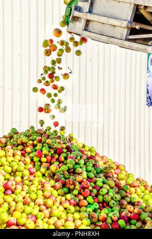 Äpfel des vom Förderband auf der Apple Berg in einem deutschen Apfelwein Winery. Stockfoto