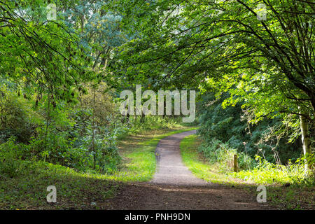 Eine überdachung der Bäume hängt über einem Schmutz weg, schwache Sonnenlicht strahlt durch die Bäume und über dem Weg. Stockfoto