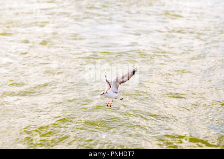 Möwe in der Nähe der Wasser fliegen und nach Nahrung suchen. Sommer in der Nähe des Meeres. Stockfoto