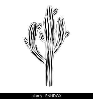 Eine alte und sehr große Saguaro Kaktus auf weißem Hintergrund, Carnegiea gigantea Vector Illustration. Schwarze und weiße Grafik Stock Vektor