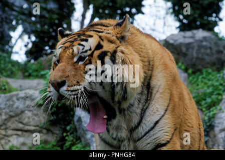 Sibirische Tiger ist eine Bevölkerung von dem Festland asiatischen Tiger (Panthera tigris tigris). Stockfoto