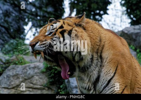 Sibirische Tiger ist eine Bevölkerung von dem Festland asiatischen Tiger (Panthera tigris tigris). Stockfoto