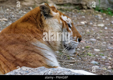 Sibirische Tiger ist eine Bevölkerung von dem Festland asiatischen Tiger (Panthera tigris tigris). Stockfoto